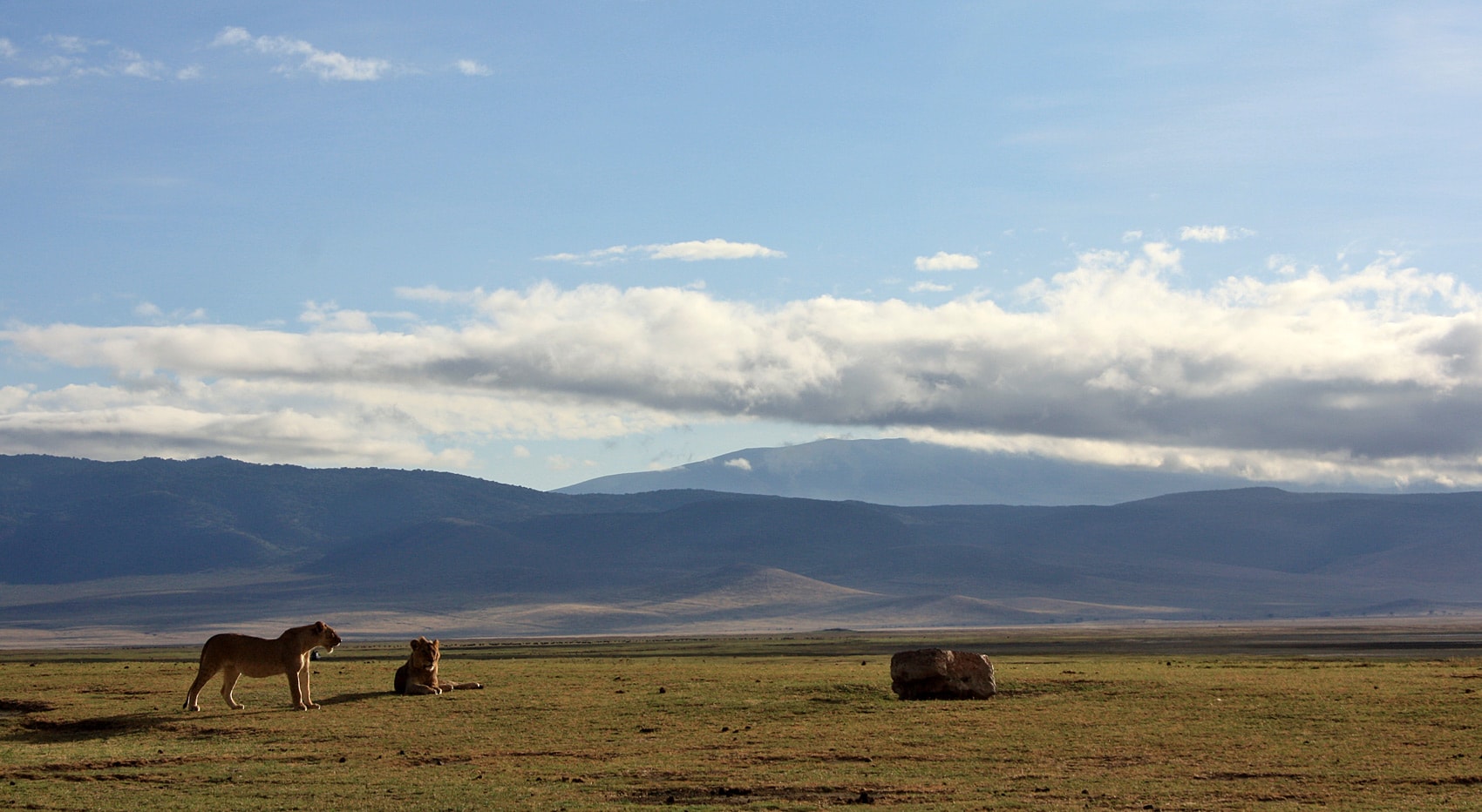 Big five wo chancen beste Löwe Tansania