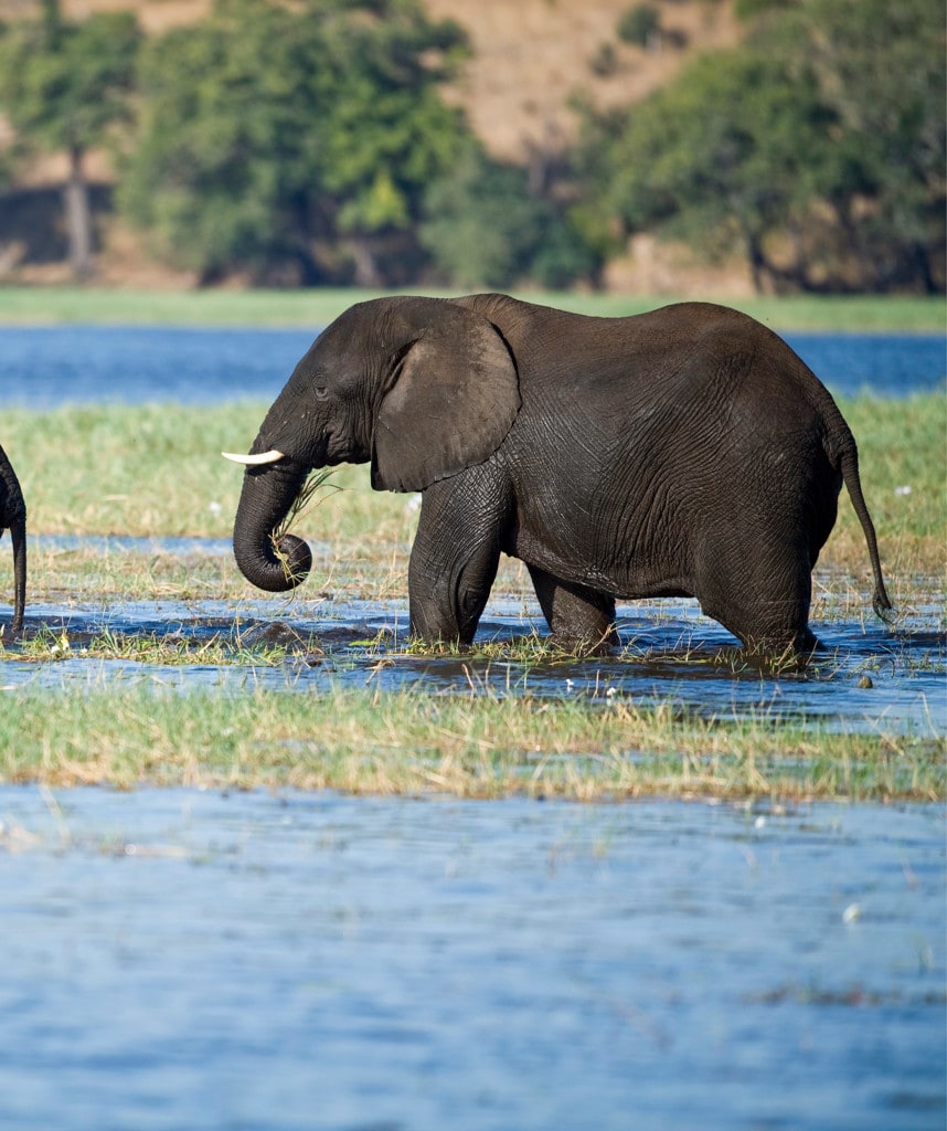 Highlights Rundreise Botswana Simbabwe Chobe