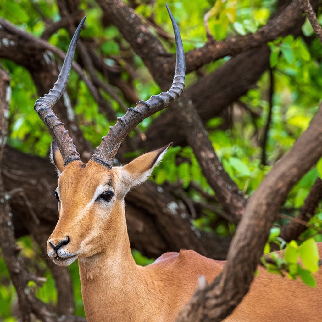 Krueger Nationalpark Overland Safari Tour