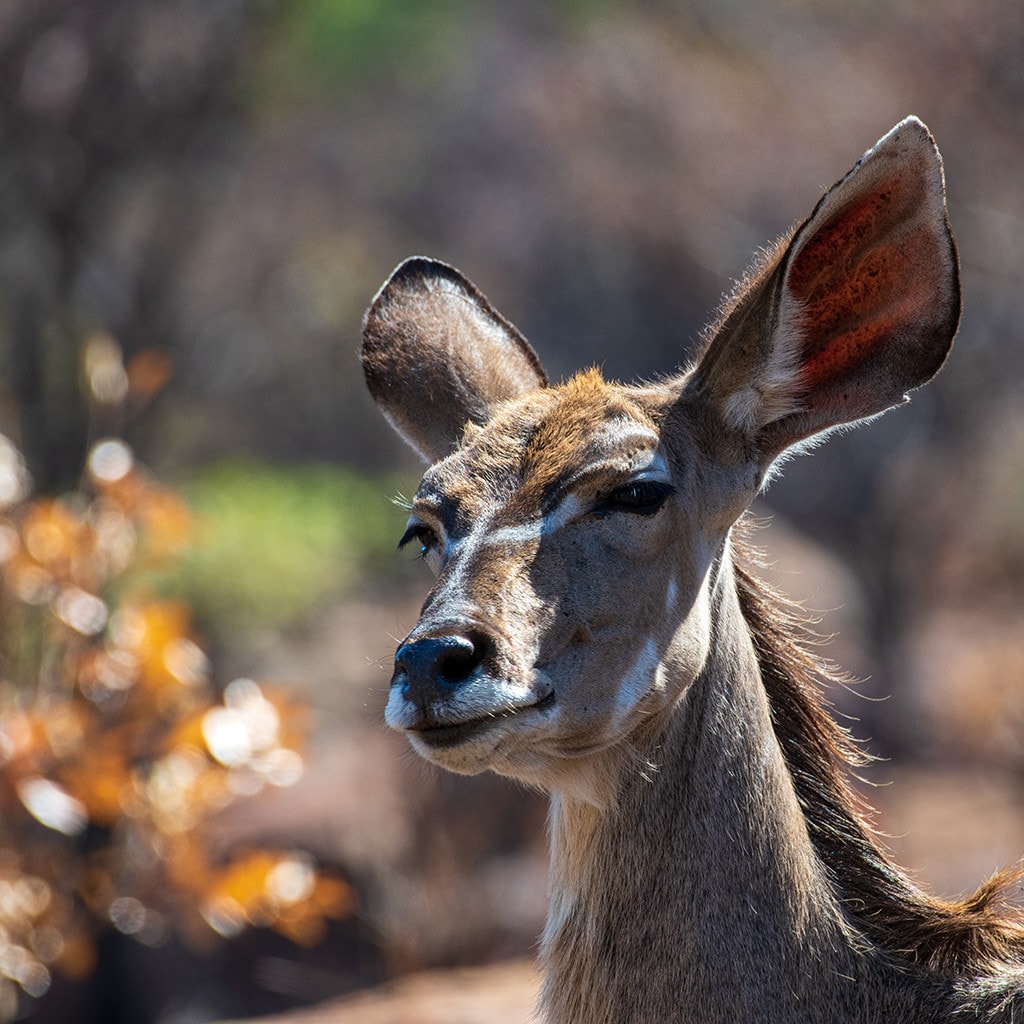 Kudu Madikwe Safari Suedafrika