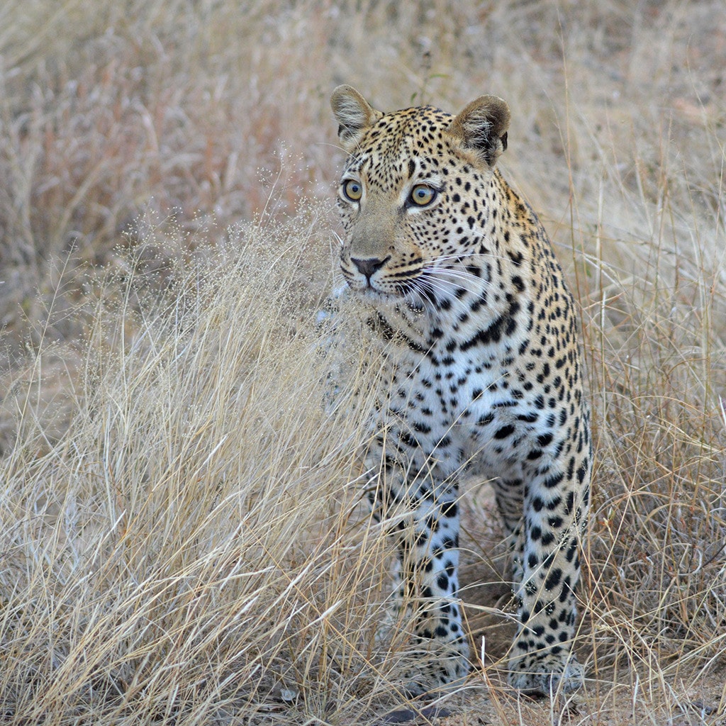 Leopard Auto Rundreise Südafrika