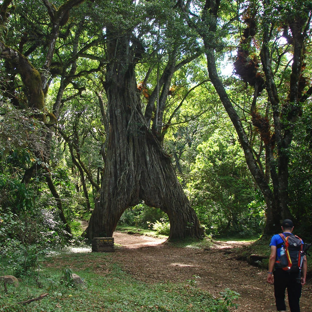 Arusha Mt Meru Trekking Tour Tansania Vier Tage