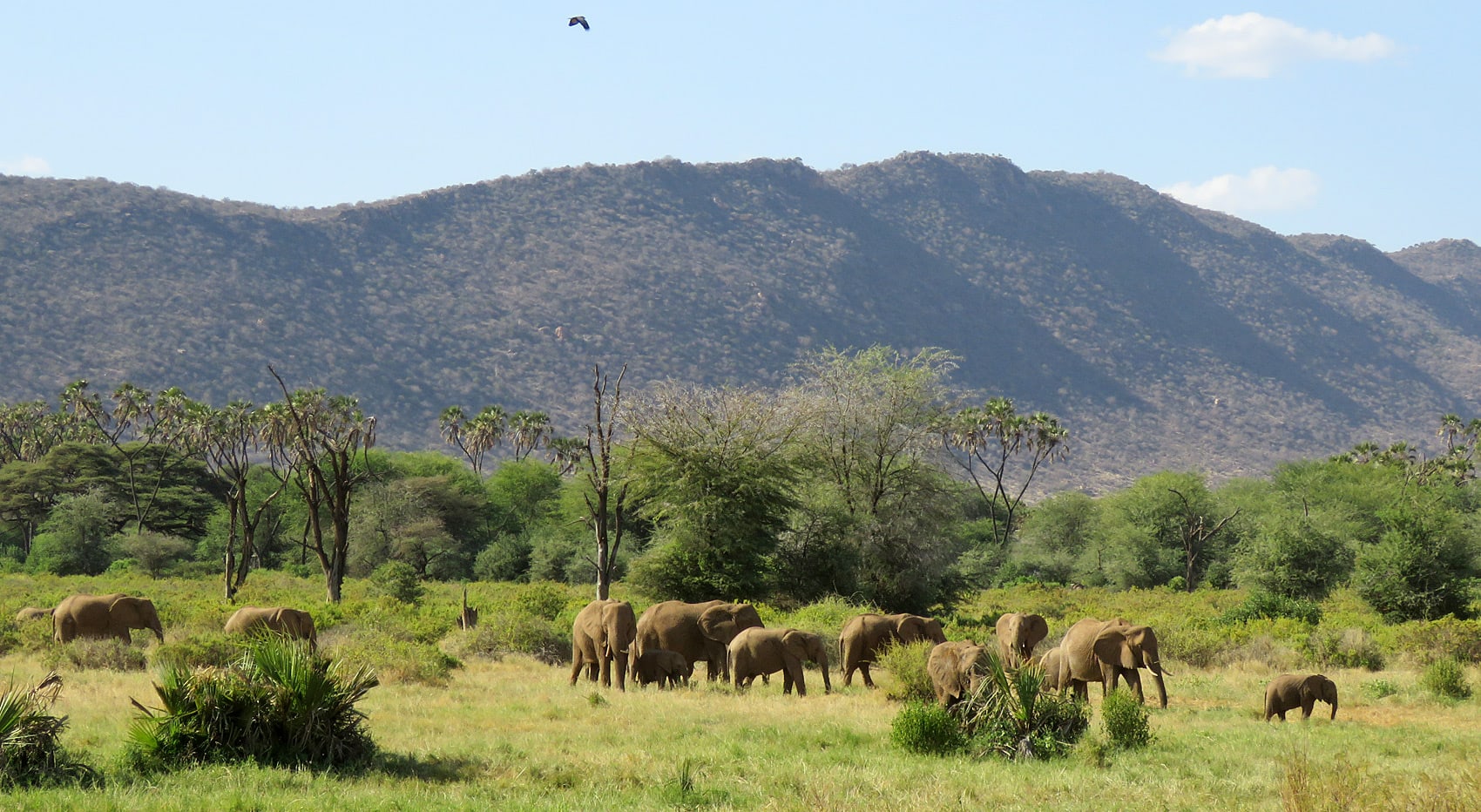 Beste Orte Safaris Samburu