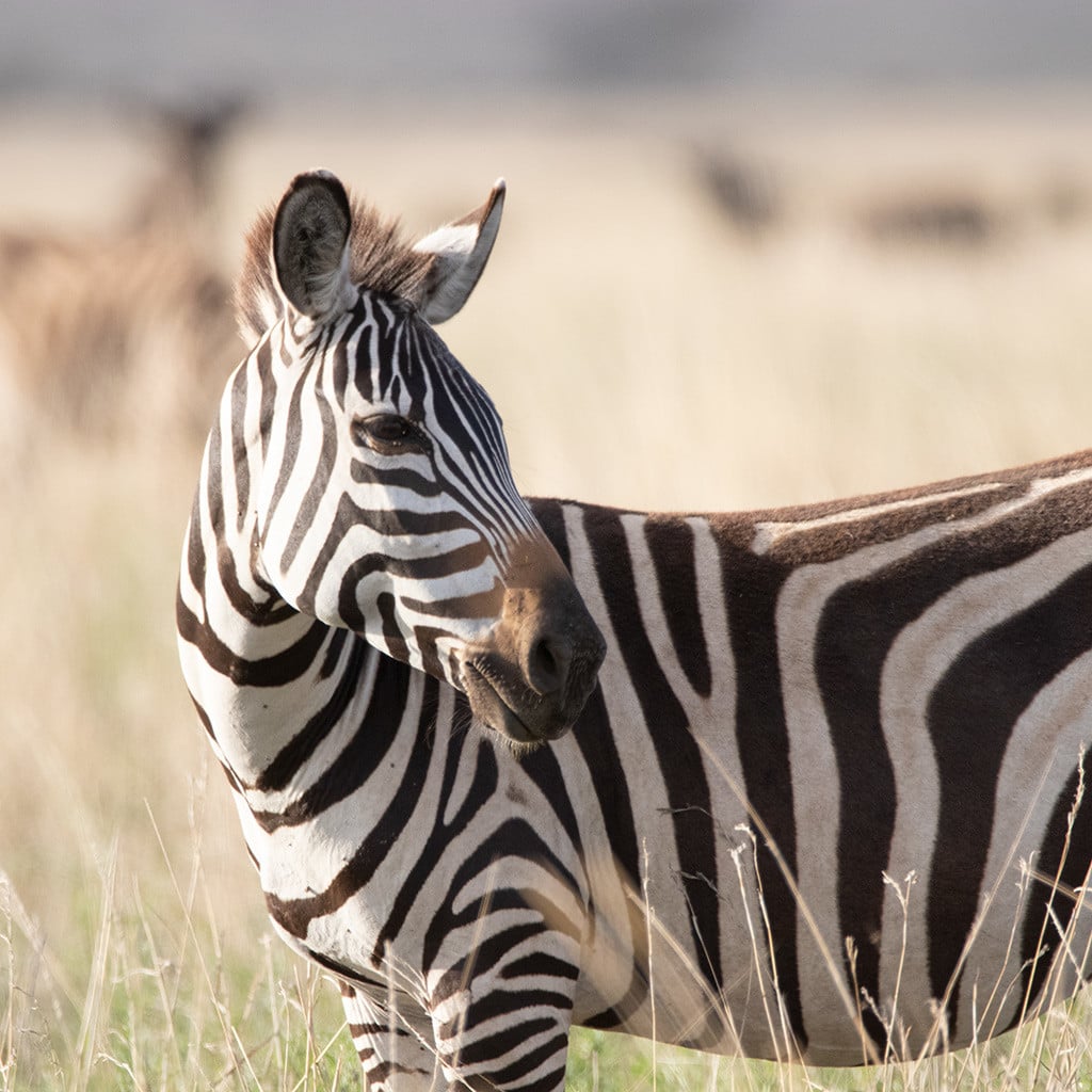 Camping Safari Tansania & Kenia Serengeti