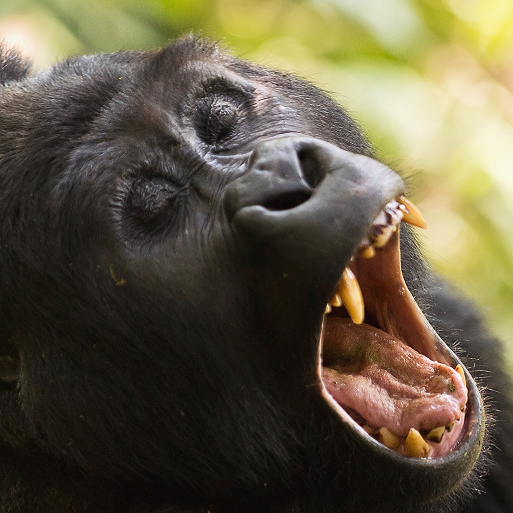 Ruanda Gorilla Trekking