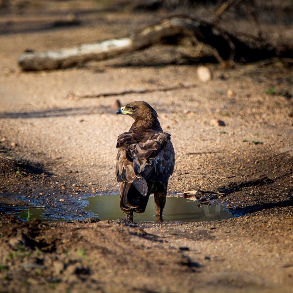 Safari Tour Krueger Nationalpark