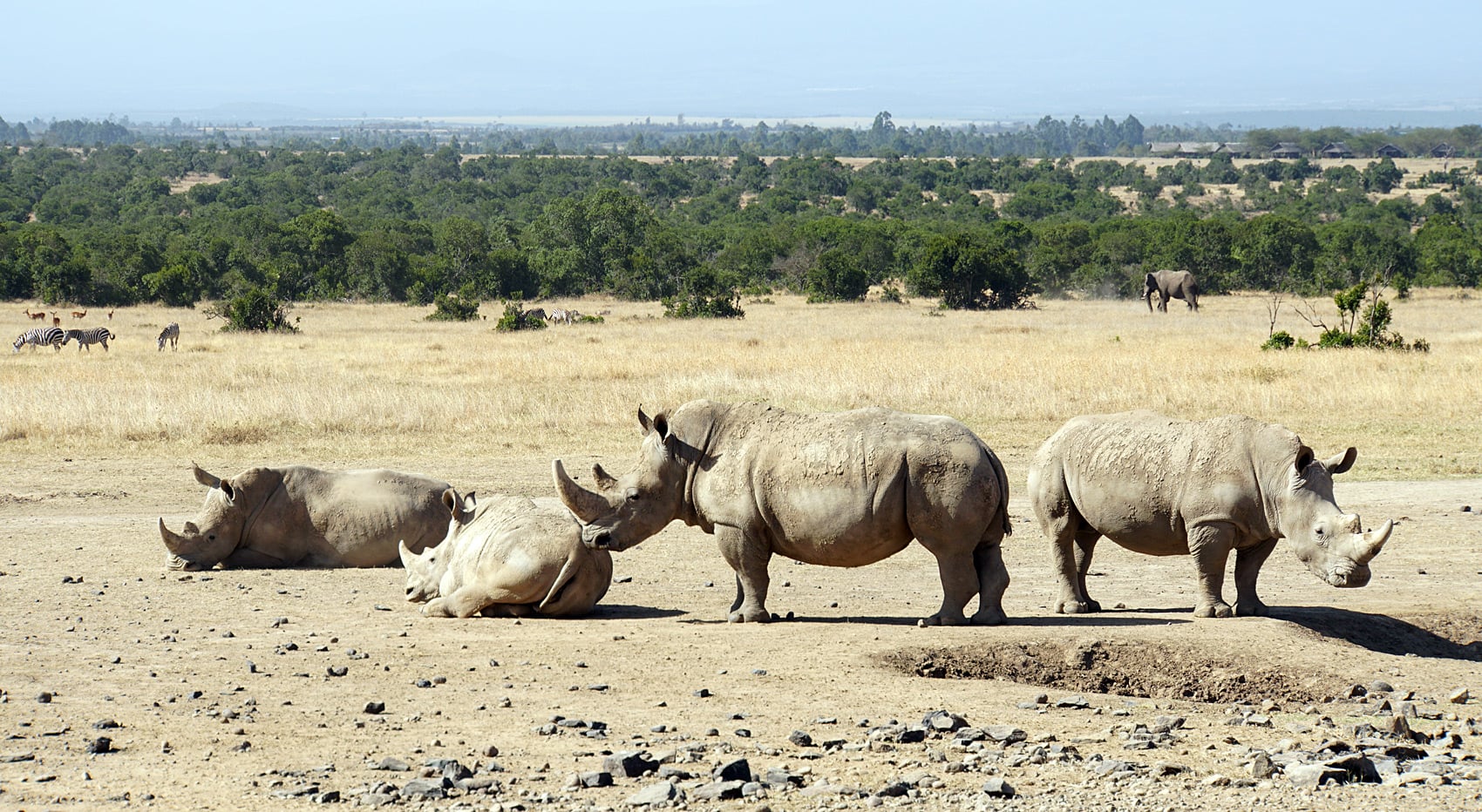 Wo am besten Big five sehen Kenia