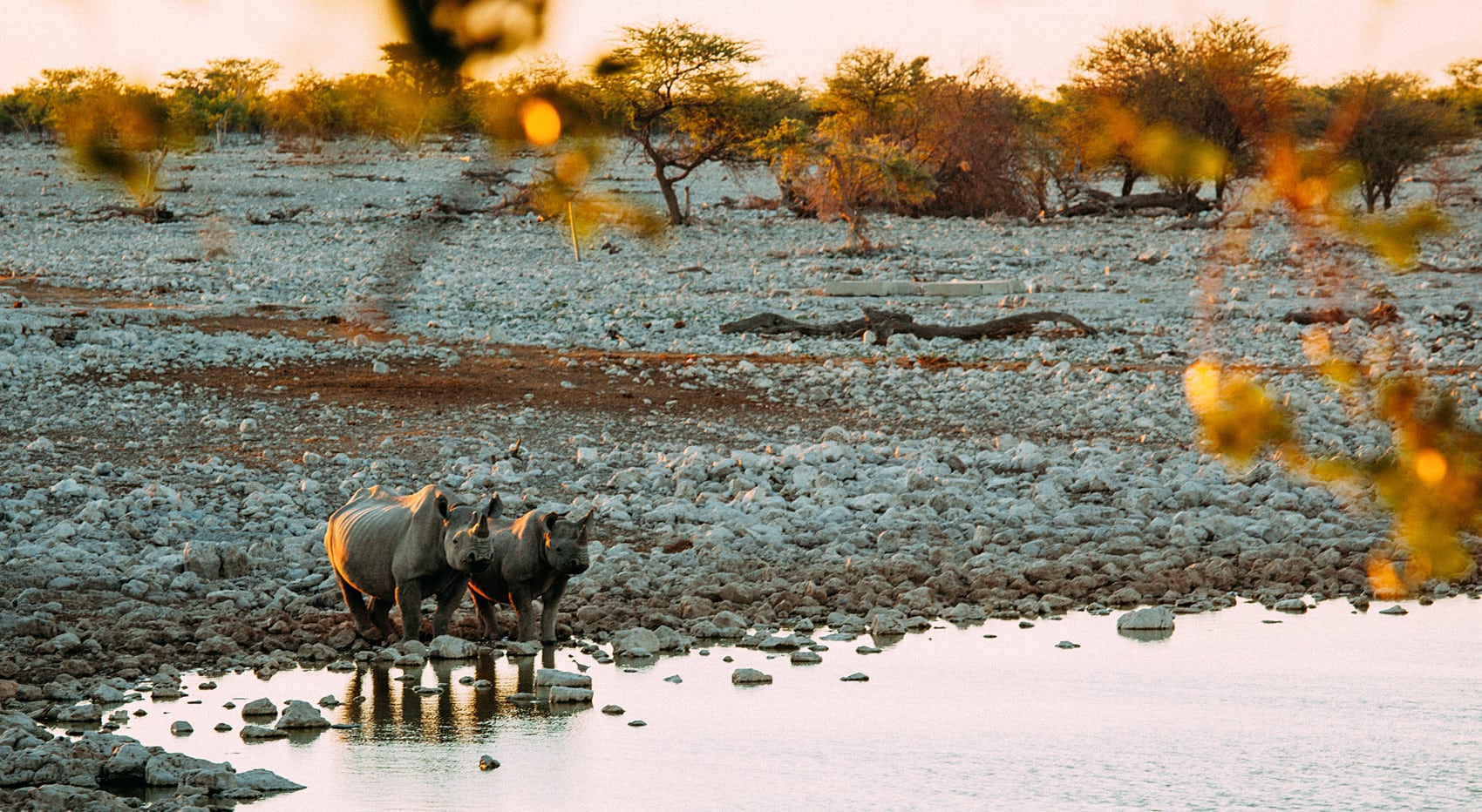 Wo kann man Nashörner sehen freie Wildbahn