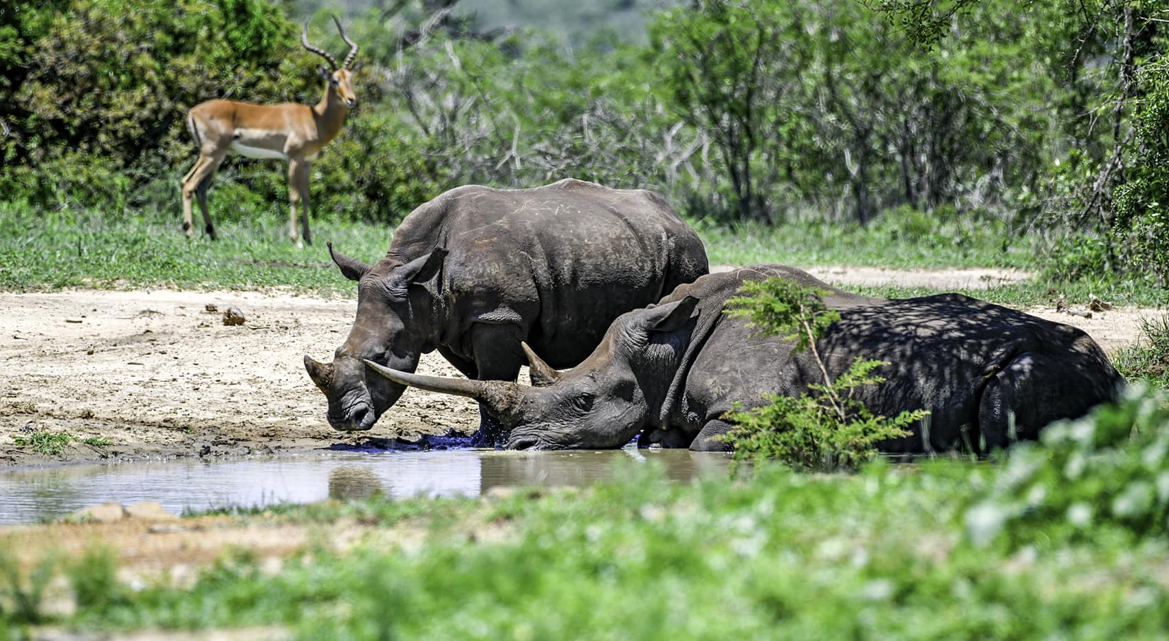 Wo Nashörner sehen Südafrika Hluhluwe Imfolozi