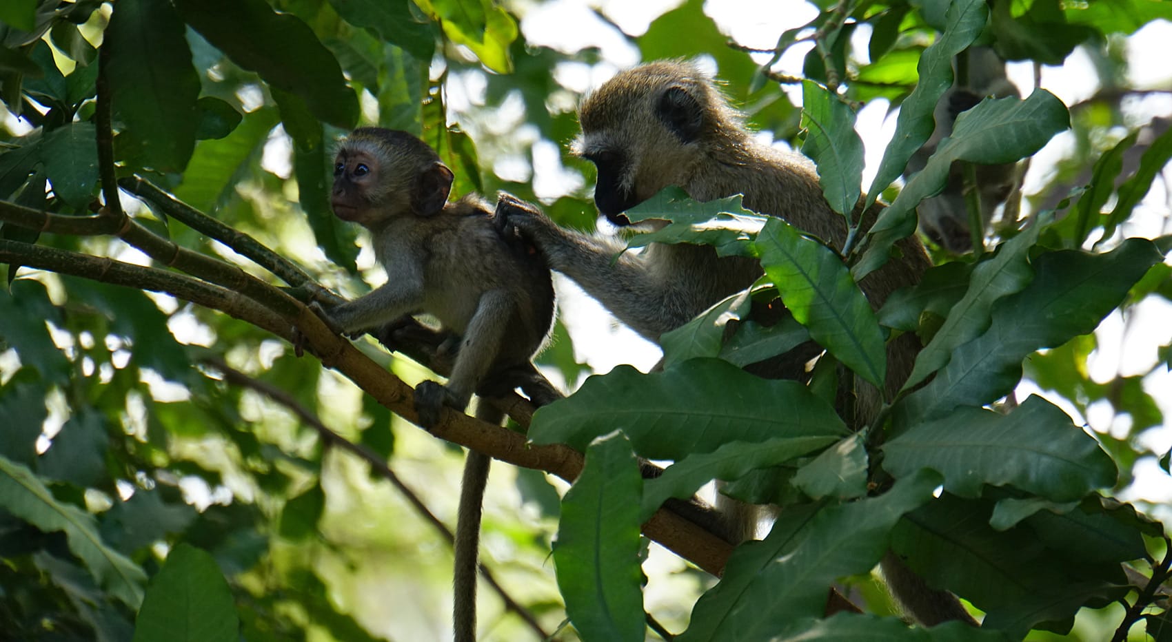 Sehenswerte Nationalparks Kenia