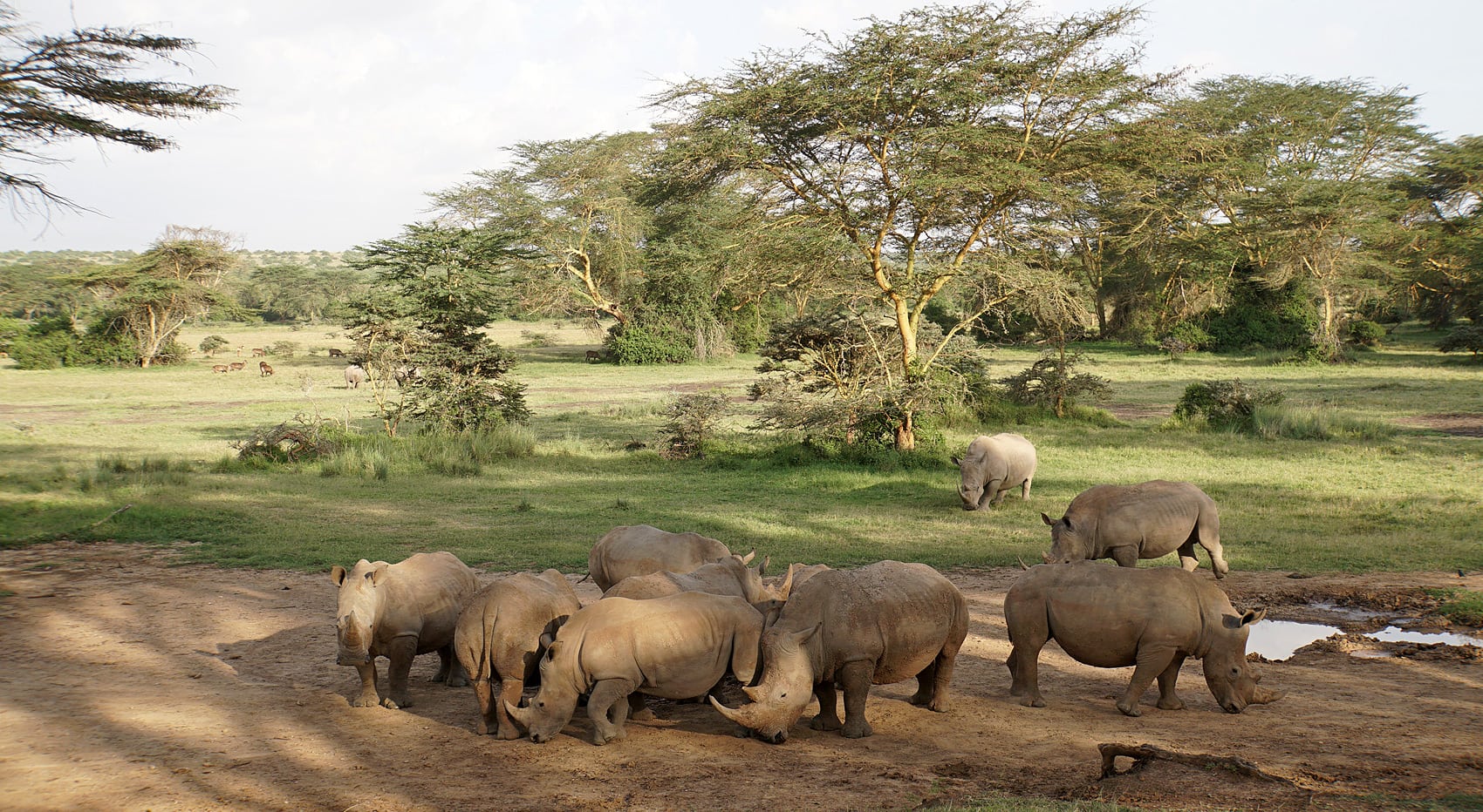 Wo kann man Nashörner sehen Kenia Solio