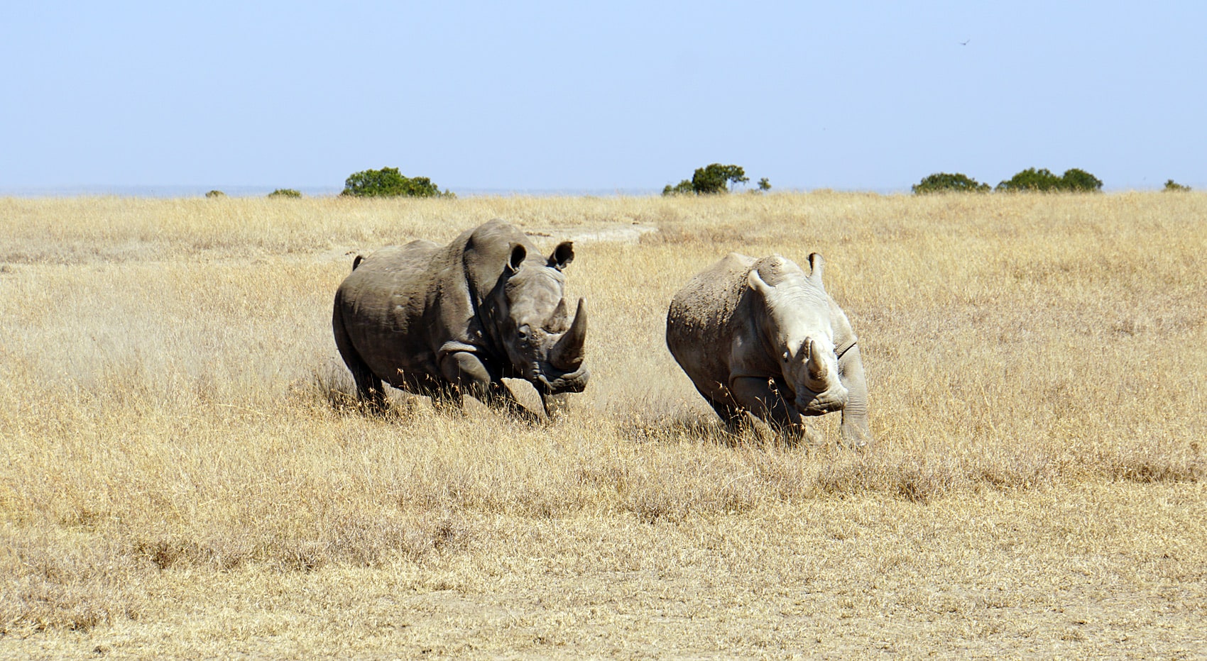 Nashörner beste Chancen wo sehen Kenia Ol Pejeta