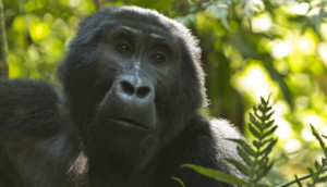 Afrika Reisen Ruanda