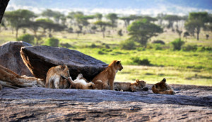 Afrika Reisen Tansania