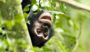 Afrika Reisen Uganda