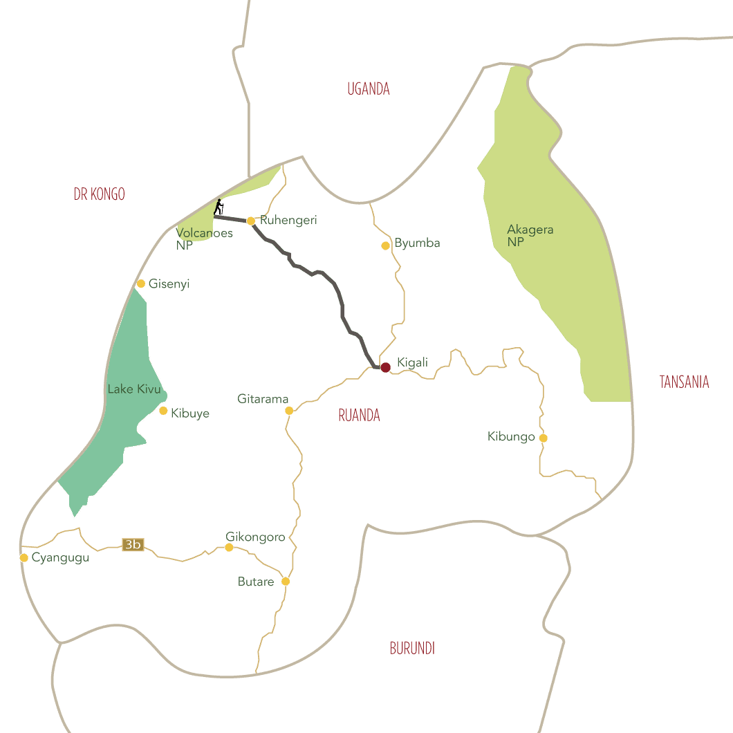 Berggorilla Trekking in Ruanda