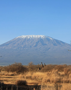 Beste Safari in Kenia
