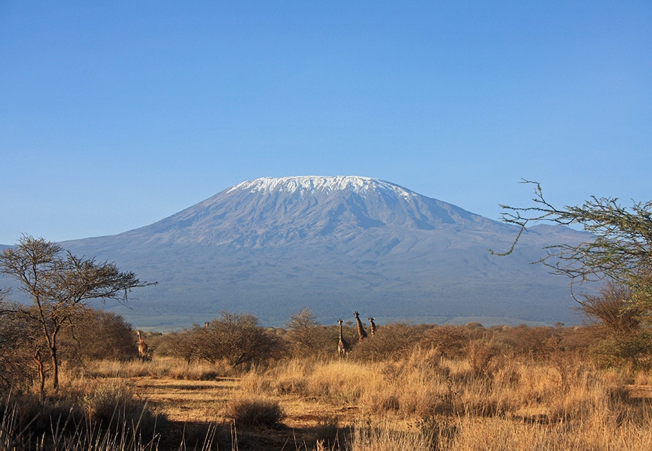 Beste Safari in Kenia