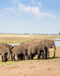 Botswana Reise Moremi Chobe
