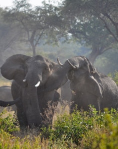 Camping Safari Tansania Kenia