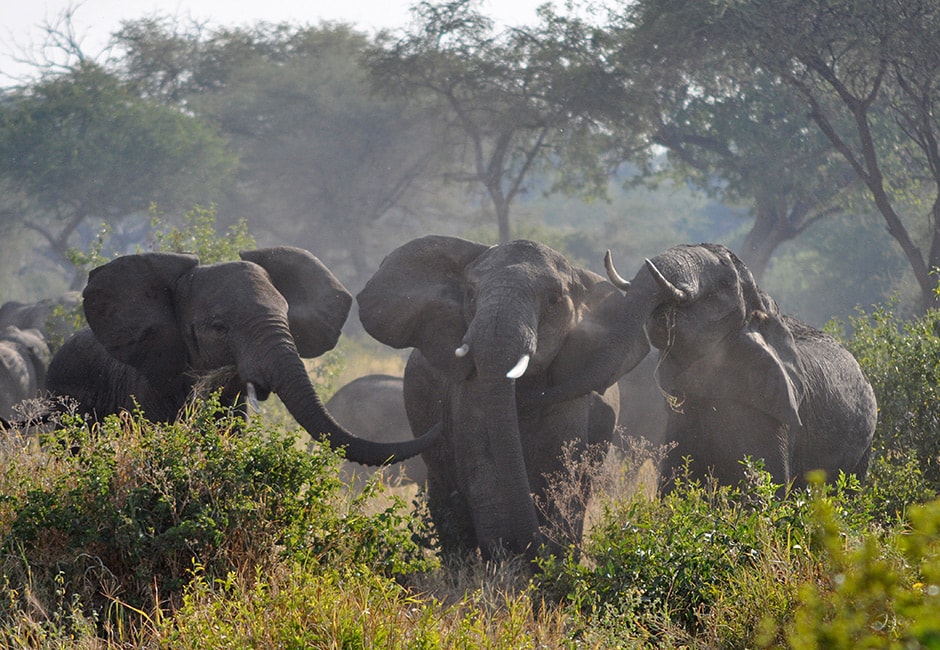 Camping Safari Tansania Kenia