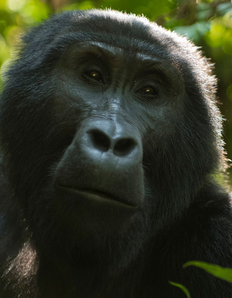 Gorilla Trekking