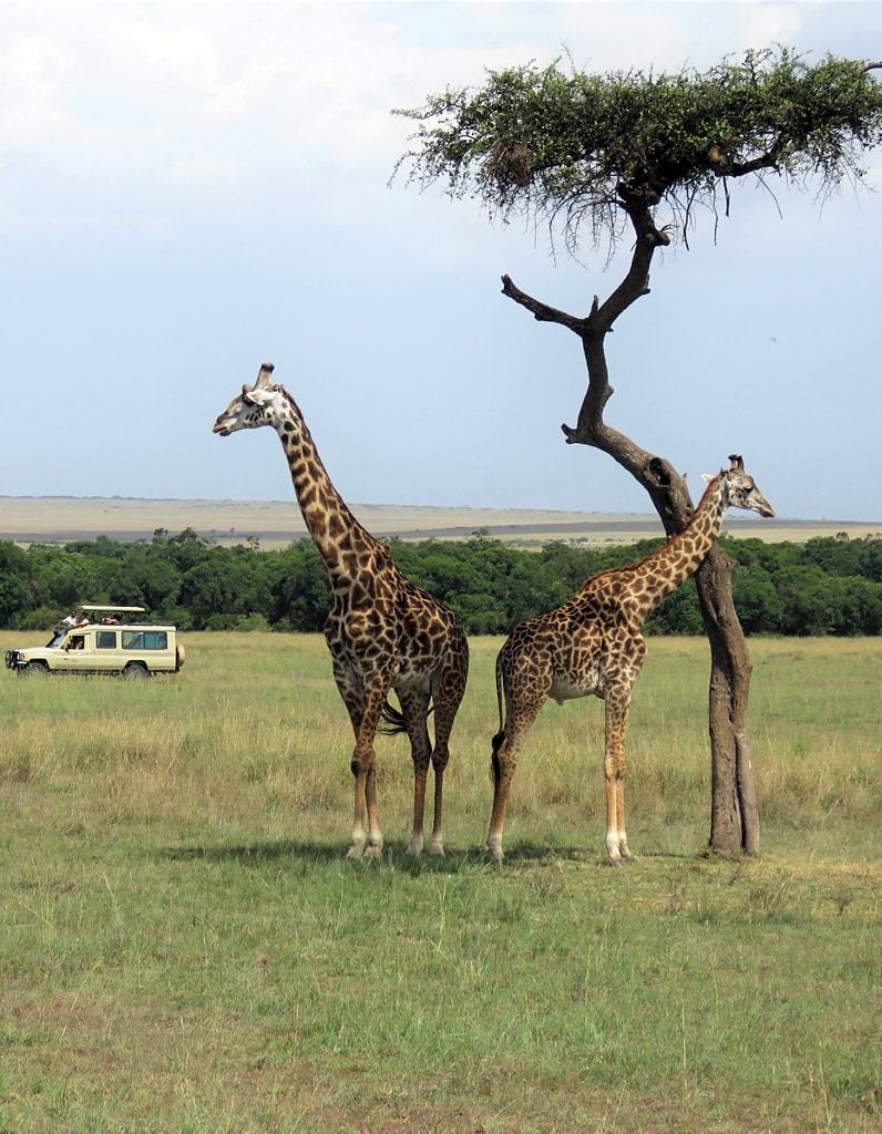 Zwei Giraffen stehen unter einer Akazie, Gäste in einem Safarifahrzeug in der Ferne beobachten sie.