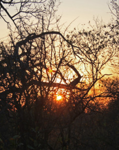 Krueger Nationalpark Safari Tour