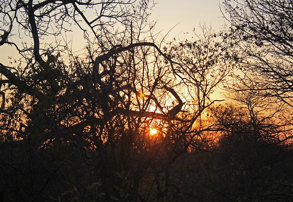 Krueger Nationalpark Safari Tour