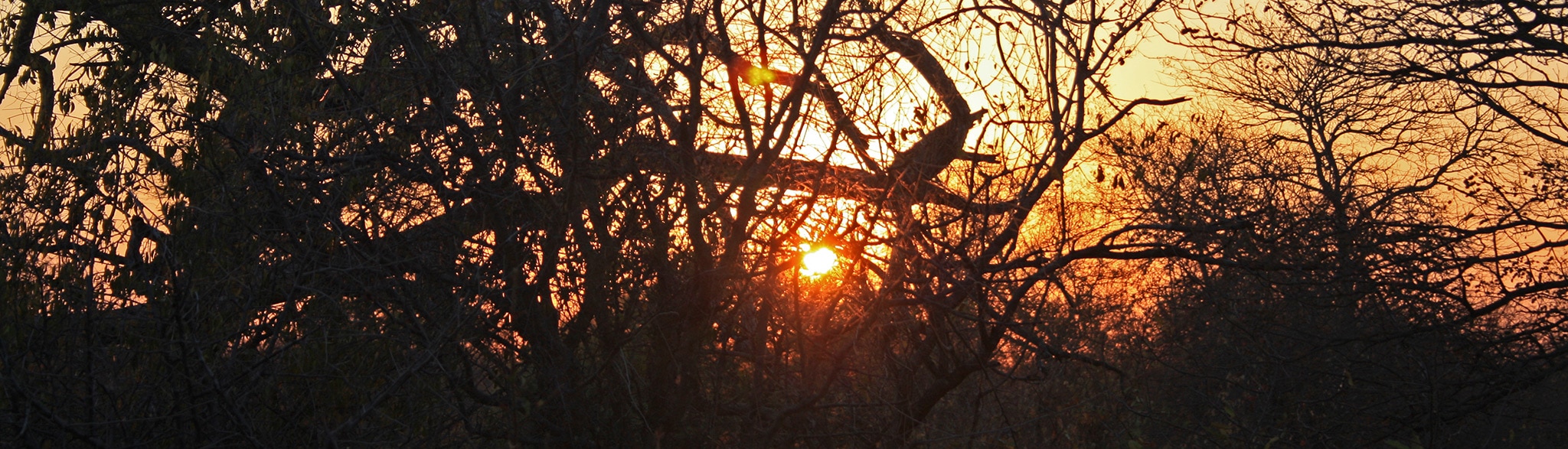 Krueger Nationalpark Safari Tour