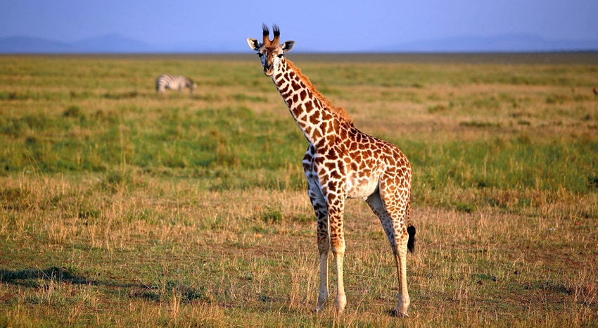junge Giraffe
