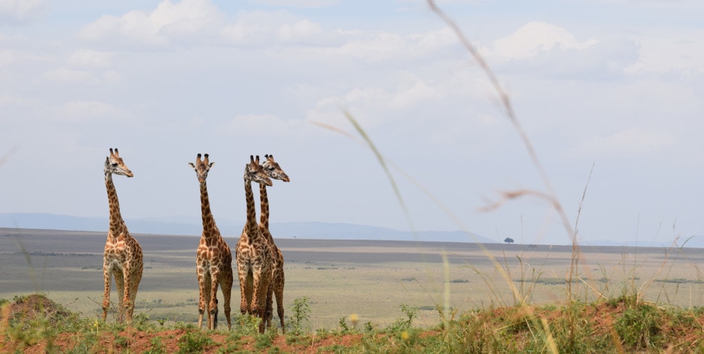 Safaris in Kenia