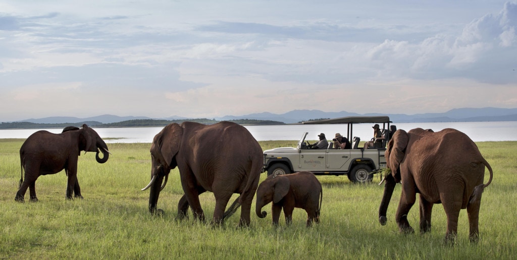 Simbabwe Safaris