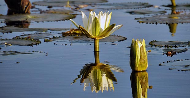 Beste Reisezeit Botswana Seerose