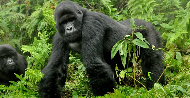 Beste Jahreszeit Gorilla trekking