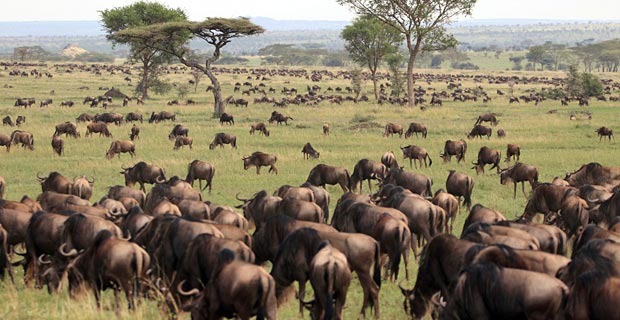 Verlauf Gnu Wanderung wann kalben