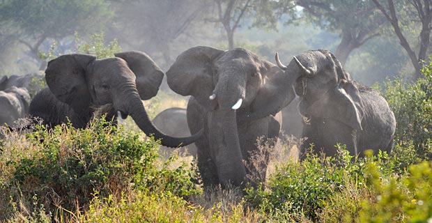 Wo Safari Tansania Elefantenherde