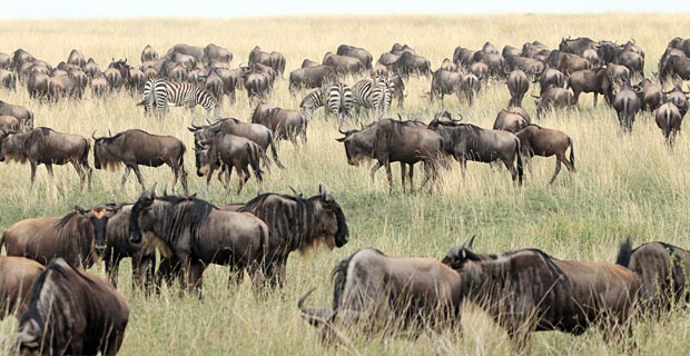 Sehenswürdigkeit Tansania Great Migration