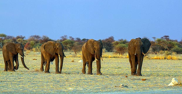 Elefanten Herde wann Safari Botswana