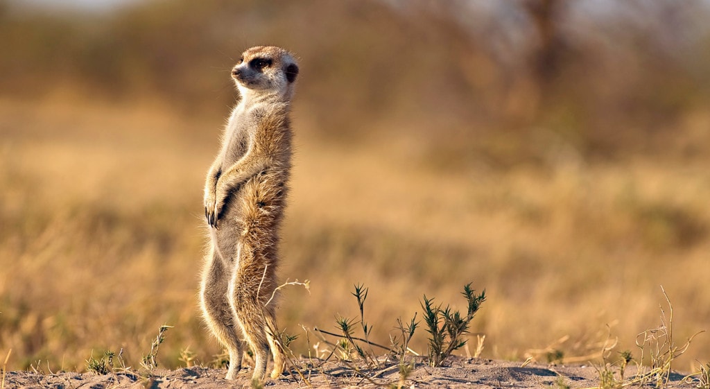 Erdmännchen wo am besten sehen Kalahari