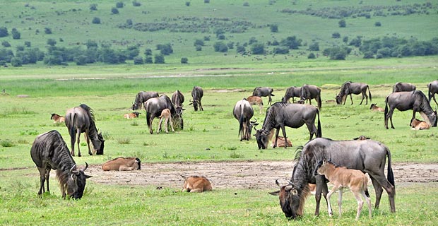 Gnu Wanderung Tansania Jungtiere