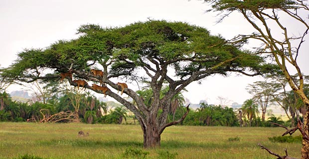 Mikumi Nationalpark wo beste Safari Tansania?