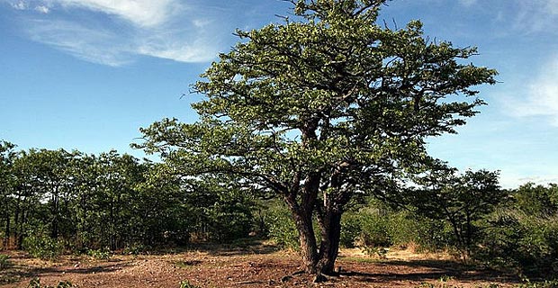 Mopane Baum Namibia