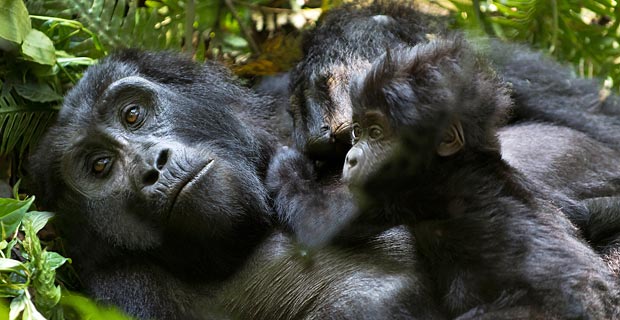 Wann am besten Gorilla trekking