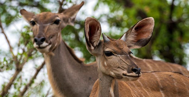 Bester Nationalpark Südafrika  Krüge Kudu