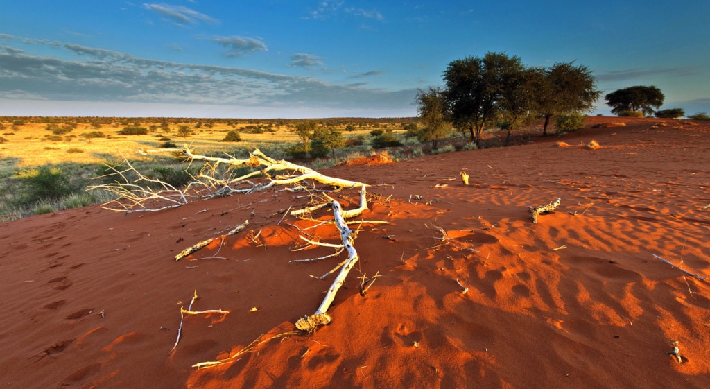 Erdmännchen Lebensraum Kalahari
