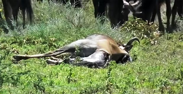 Gnu Geburt Great Migration