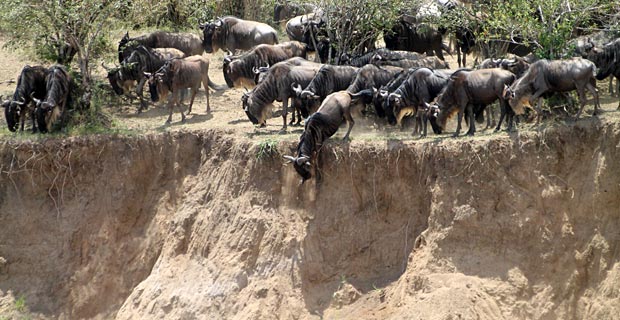 Great Migration muss sehen Kenia
