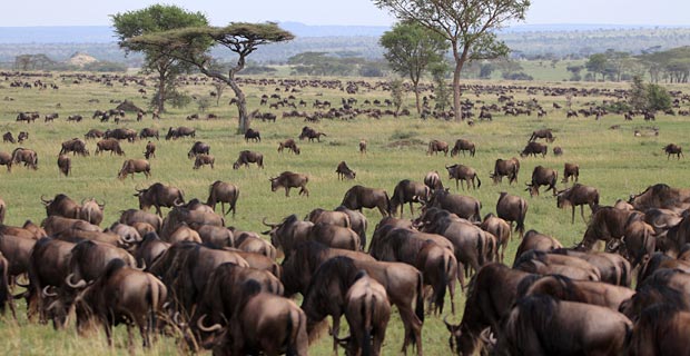 Great migration sehenswerte Nationalparks Tansania