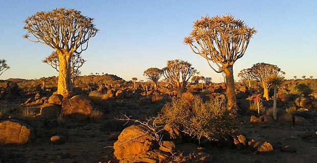 Köcherbaum Namibia Pflanzenwelt